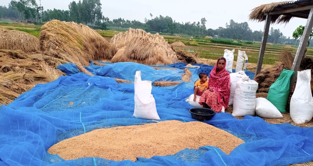 সোনাতলায় অতি বৃষ্টির কারণে ধান খড় নিয়ে চরম বিপাকে কৃষক