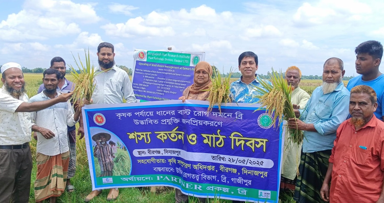 বীরগঞ্জে শস্য কর্তন ও মাঠ দিবস অনুষ্ঠিত