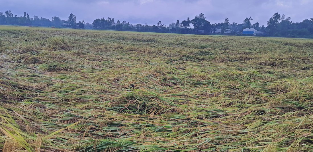 বৃষ্টি আর বাতাসে নুয়ে পড়েছে টাঙ্গাইলের পাকা ধান