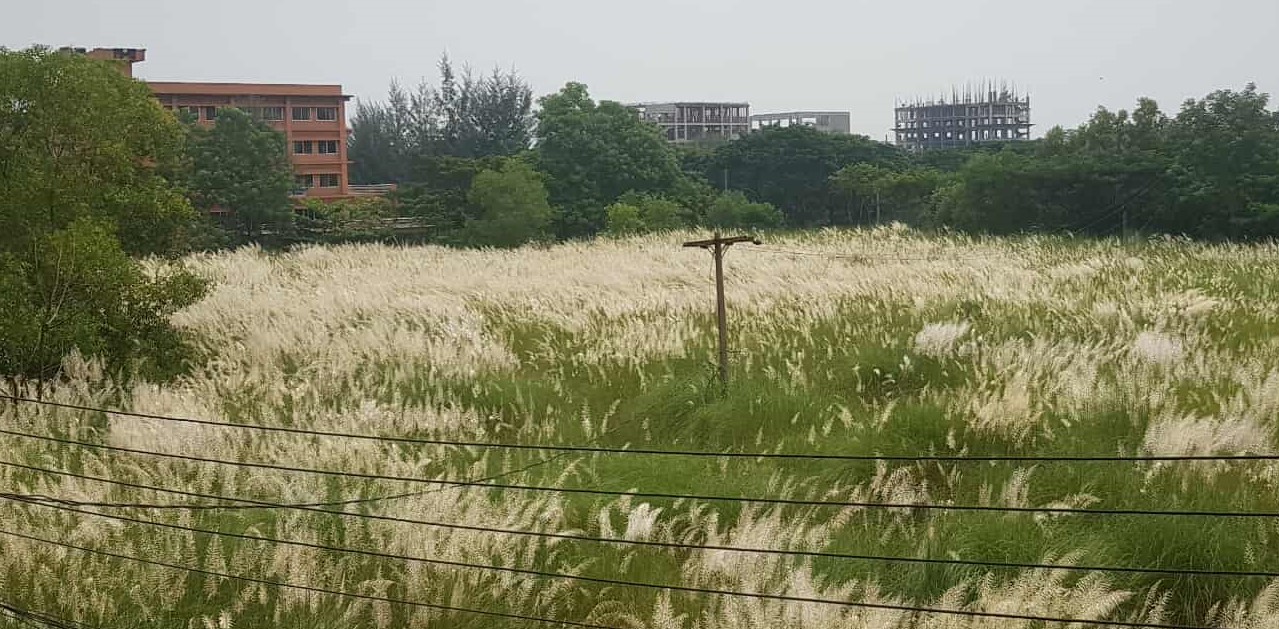 বরিশাল বিশ্ববিদ্যালয়ের রূপে শরতের ছোঁয়া
