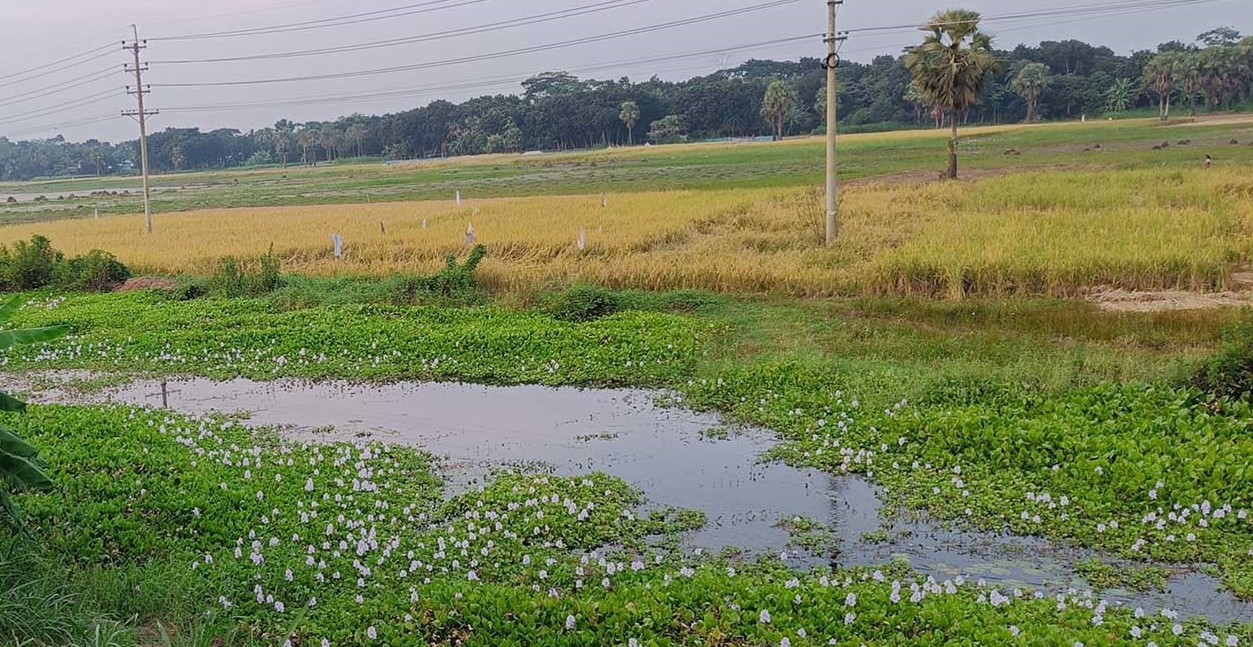 ভাঙ্গার ভাঙ্গারদিয়া ফসলি মাঠ পৃথিবীর গুরুত্বপূর্ণ স্থান!