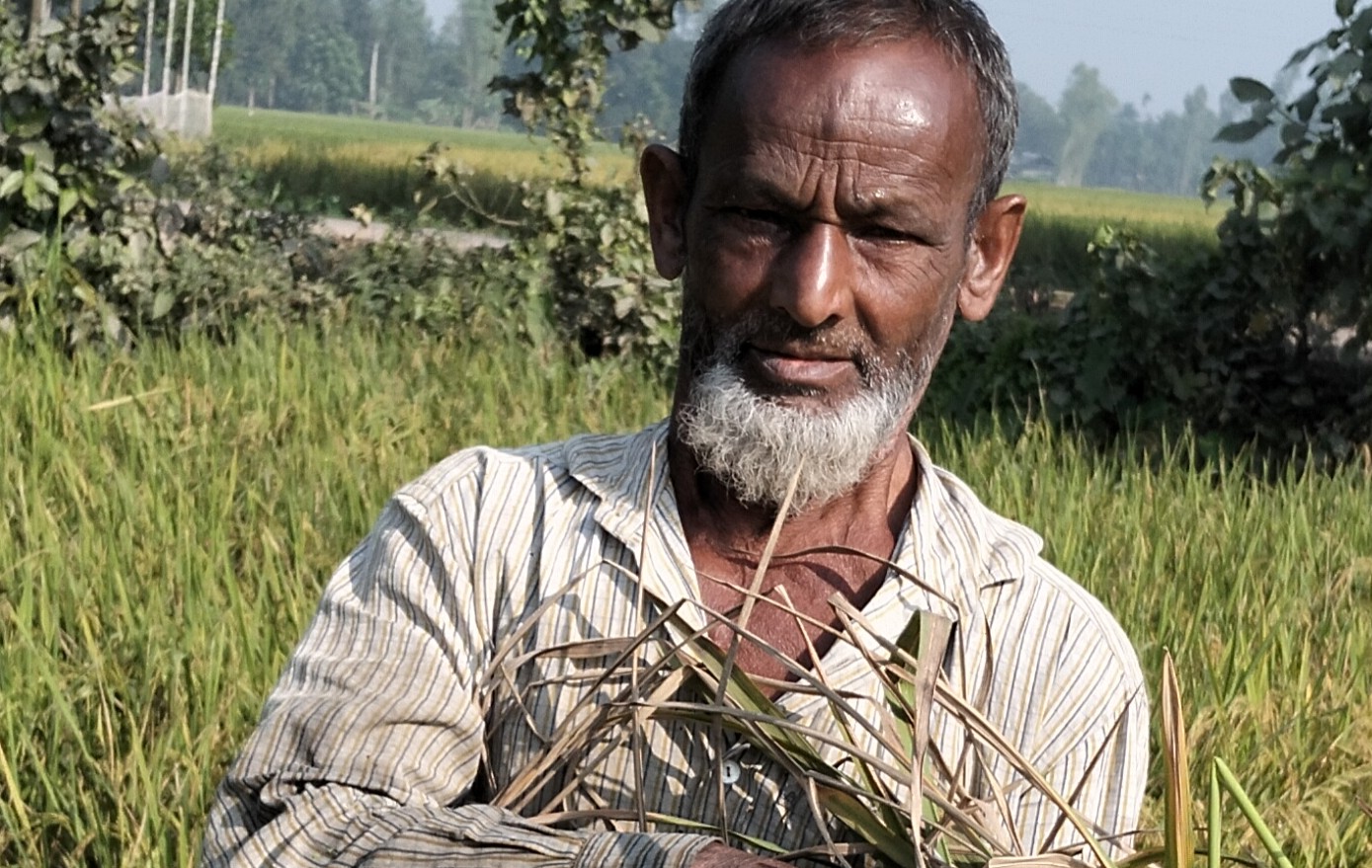 সোনাতলায় কৃষকের স্বপ্নের আমন ধান উঠছে ঘরে, কাটামারায়ে ধুম পড়েছে