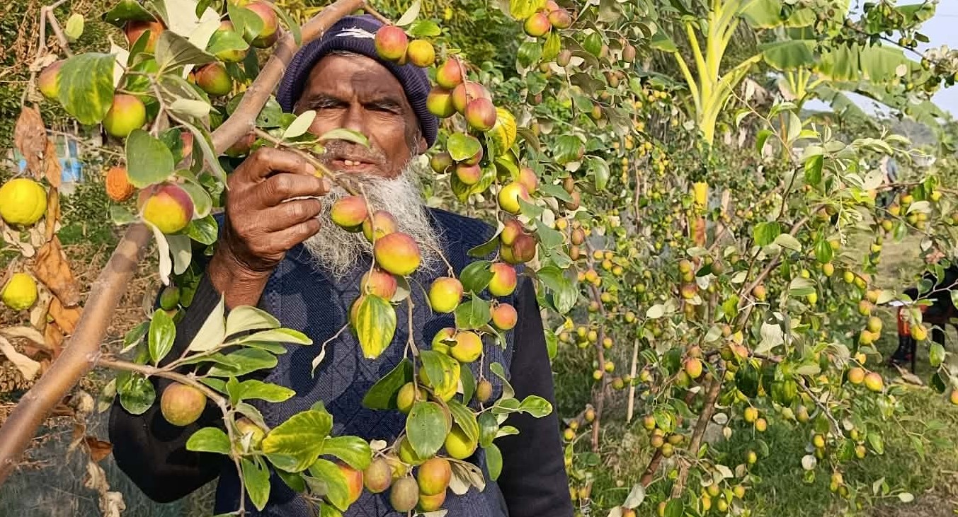 তালতলীর উদ্যোক্তা শাহ ফিরোজের বড়ই চাষে চমক