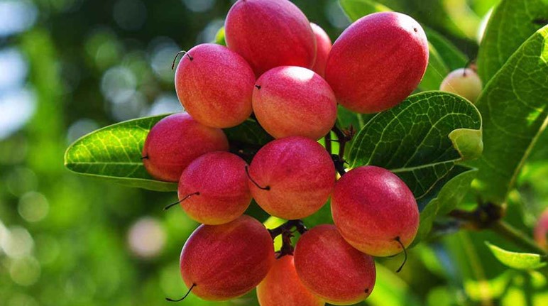 ডায়াবেটিস নিয়ন্ত্রণে রাখবে ছয় ‘সুপারস্টার ফুড’