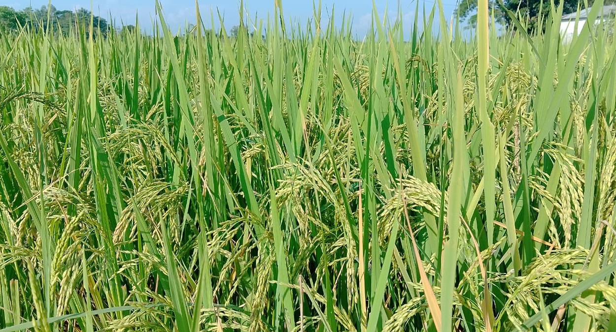 বিশ্বনাথে আমনের বাম্পার ফলন, নভেম্বরে কর্তন শুরু
