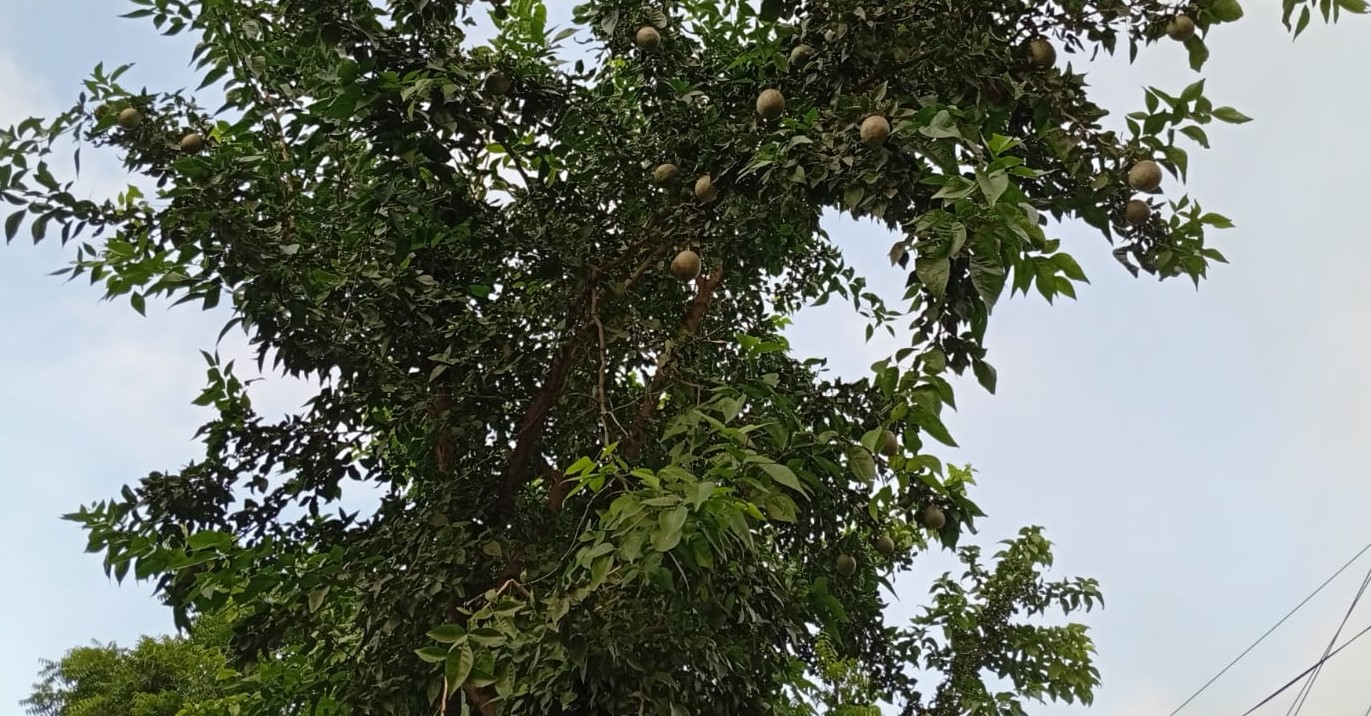 লালমনিরহাটে প্রকৃতি থেকে হারিয়ে যাচ্ছে বেল গাছ