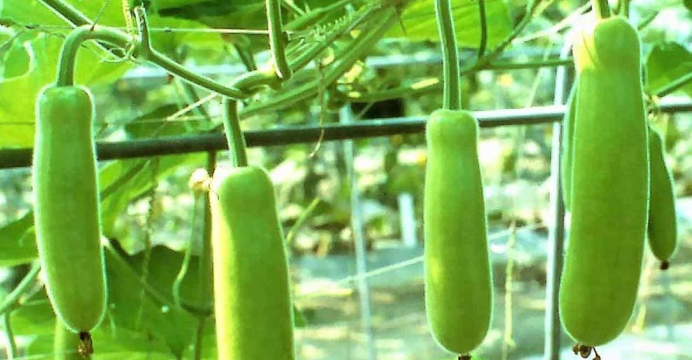 লাউ খেলে ত্বকের যেসব উপকার হয়