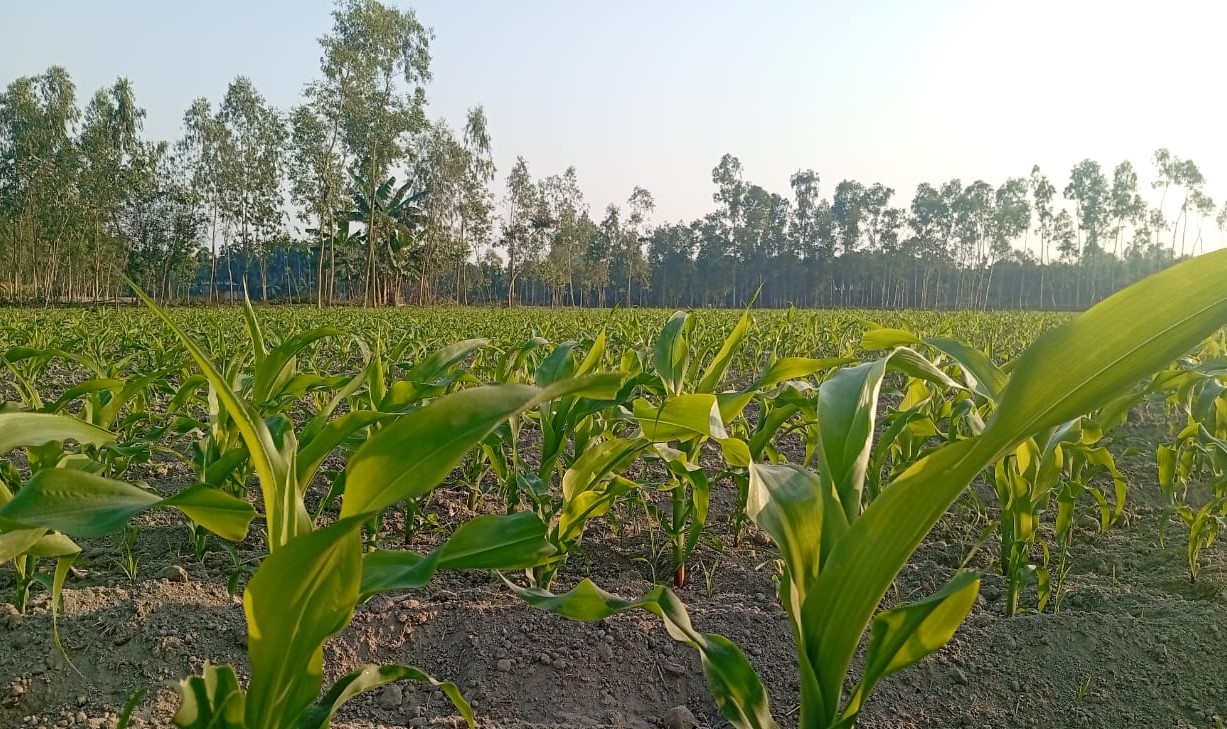 লালমনিরহাটে ভূট্টার ব্যাপক আবাদ ও বাম্পার ফলনের সম্ভাবনা