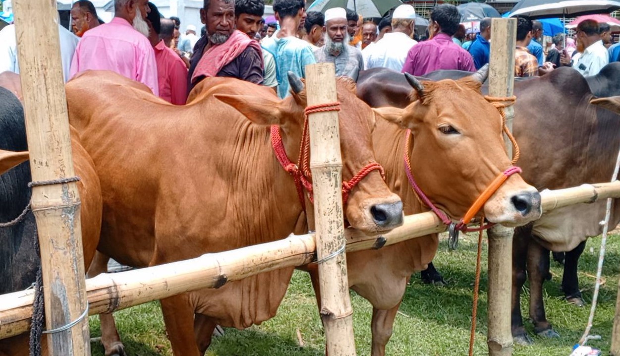 শিক্ষকদের দখলে বাঞ্ছারামপুরের অস্থায়ী গরু ছাগলের হাট