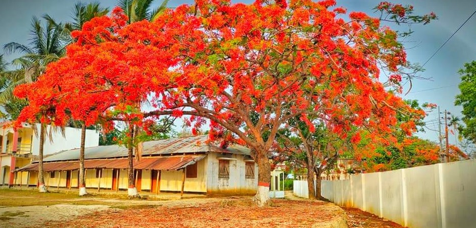 লংগদু কলেজ ক্যাম্পাস কৃষ্ণচূড়া রঙে রঙিন