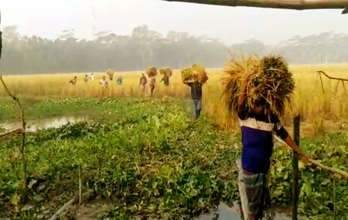 রাজাপুরে ধান কেটে নেয়ার অভিযোগ