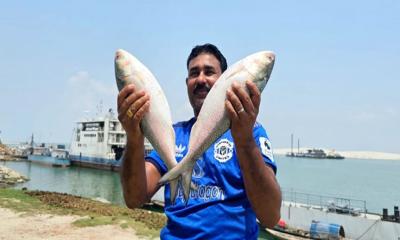পদ্মার দুই ইলিশ ১০ হাজার ৪০০ টাকায় বিক্রি