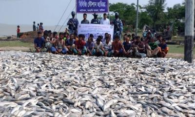 হাতিয়ায় ১৫০ মণ ইলিশ জব্দ, ৫৬ জেলে আটক