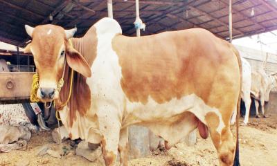ঘুষ দুর্নীতির টাকায় কোরবানি, ইসলাম কী বলে