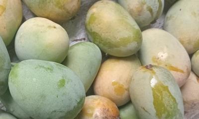 রাজশাহীতে জমে উঠেছে আমের হাট