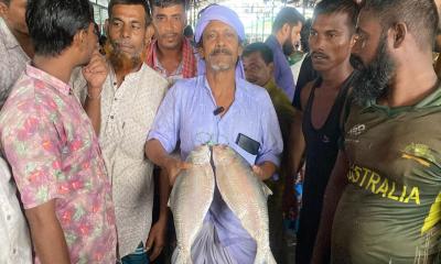 হাতিয়ায় ২ ইলিশ বিক্রি হলো সাড়ে ১১ হাজার টাকায়