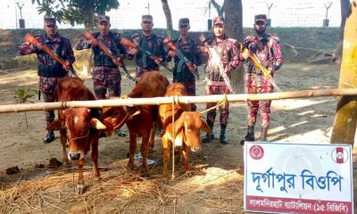লালমনিরহাট ১৫ বিজিবি’র অভিযানে ভারতীয় গরু ও ইস্কাফ সিরাপ জব্দ
