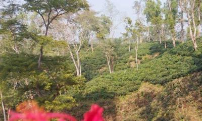 বন্ধুর সঙ্গে চা বাগানে ঘুরতে গিয়ে সংঘবদ্ধ ধর্ষণের শিকার তরুণী