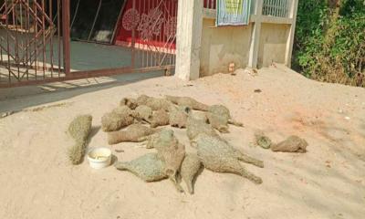 ধান খেয়েছে বাবুই পাখি, ক্ষোভে ২৯ ছানা হত্যা