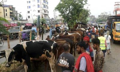 রাজধানীতে সস্তায় গরু ছাড়ছেন ব্যাপারীরা!