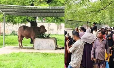 ‘ডোনাল্ড ট্রাম্প’কে দেখতে চিড়িয়াখানায় দর্শনার্থীদের ভিড়