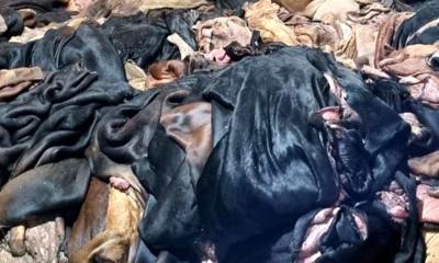 সালথায় মাটিচাপা দেওয়া হলো কোরবানির শত শত চামড়া!