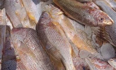 জালে ধরা পড়ল ১০ লাখ টাকার লাল কোরাল