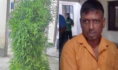 ইউটিউব দেখে গাঁজার চাষ শুরু করেন বিল্লাল