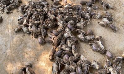 এক দিনে মারা গেল সাড়ে ৬ হাজার কোয়েল পাখি
