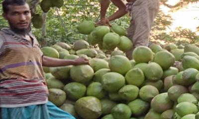 এলাকার চাহিদা মিটিয়ে সারাদেশে যাচ্ছে ঝালকাঠীর ডাব