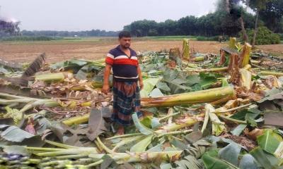 গাংনীতে কৃষকের কলাগাছ কর্তনের অভিযোগ