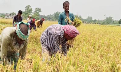 নওগাঁয় ধানের ভালো ফলনেও হাসি নেই চাষিদের মুখে