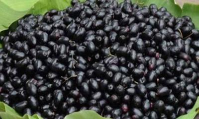 ডায়বেটিস ও ক্যান্সার প্রতিরোধে জামের ভূমিকা