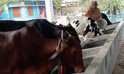 লালপুরে ৩১৫ কোটি টাকার কোরবানির পশু বিক্রির আশা
