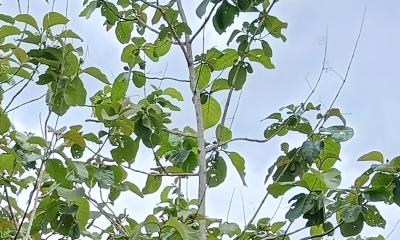 লংগদুতে সেগুন বনায়নে বিপন্ন প্রকৃতি
