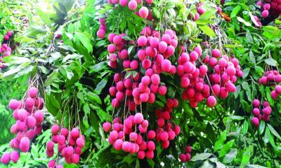 ভালো লিচু চেনার উপায়