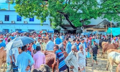 নওগাঁয় জমজমাট কোরবানির পশুর হাট, দাম নিয়ে মিশ্র প্রতিক্রিয়া
