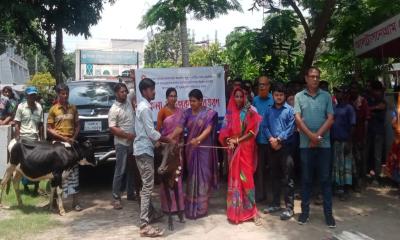 বদলগাছীতে বকনা বাছুর বিতরণ 