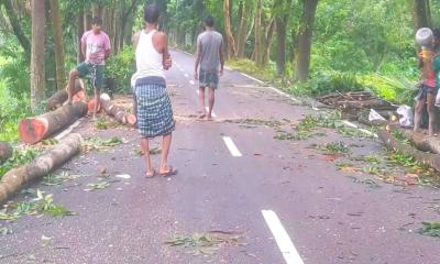 বাউফলে হাইকোর্টের নিষেধাজ্ঞা উপেক্ষা করে সরকারি গাছ কর্তন