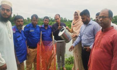 বজ্রপাত রোধে নাসিরনগরের রাস্তার পাশে তালের চারা রোপণ