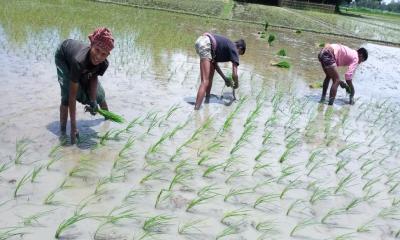 সোনাতলায় আমন ধানের চারা রোপণে ব্যস্ত কৃষক 