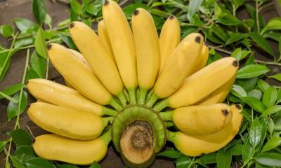 প্রতিদিন একটি কলা খান