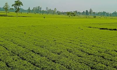 ১০ দফা দাবি আদায়ে মৌলভীবাজারে চা-শ্রমিকরা