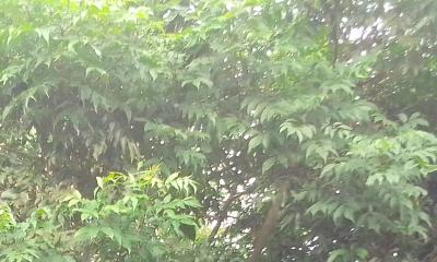 লালমনিরহাটে বৃক্ষ শূন্যতা ডেকে আনতে পারে পরিবেশ বিপর্যয়