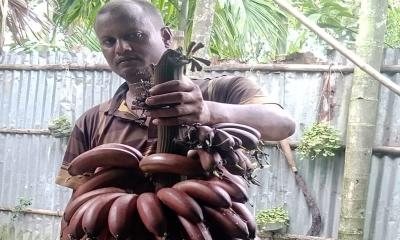লালমনিরহাটে পাহাড়ি কলা