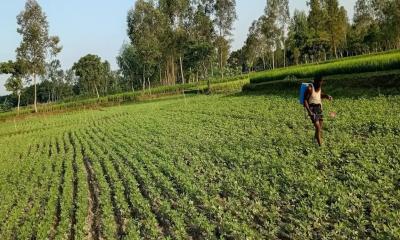 লালমনিরহাটের চাষীদের আগ্রহ বাড়ছে বাদাম চাষে