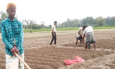 ফুলবাড়ীতে আগাম আলু চাষে ঝুঁকে পড়েছেন কৃষক
