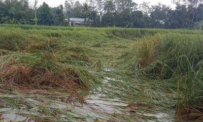 ধুনটের বৃষ্টির পানিতে ডুবে গেছে কৃষকের আমন ধান