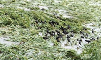 বৃষ্টিতে সোনাতলায় ডুবে গেছে আমন ধান, দিশেহারা কৃষক