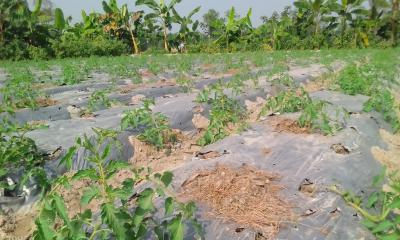 লালমনিরহাটে টমেটো চাষ বাড়ছে